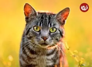 ببینید| واکنش مغرورانه گربه مادر به شیر خوردن بچه‌اش میان بزغاله‌ها