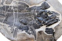 کشف فسیل ماهی ۲۴۹ میلیون ساله با دندان‌ها و جمجمه‌ عجیب!