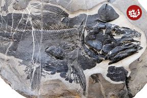 کشف فسیل ماهی ۲۴۹ میلیون ساله با دندان‌ها و جمجمه‌ عجیب!