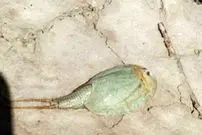 مشاهده فسیل زنده در تالاب بین المللی هامون