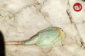 مشاهده فسیل زنده در تالاب بین المللی هامون