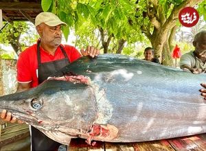 ببینید؛ صید ماهی مارلین بزرگ 200 کیلوگرمی و برش ماهرانه آن در سواحل سریلانکا