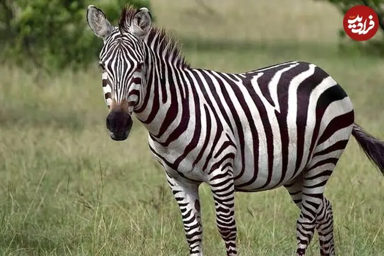 راز راه‌راه بودن گورخرها فاش شد