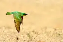 جنگ پرنده‌ها و زنبورها در پلدختر بالا گرفت | زنبوردار لرستانی از اشتباهات رایج زنبورداران می ‌گوید