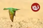 جنگ پرنده‌ها و زنبورها در پلدختر بالا گرفت | زنبوردار لرستانی از اشتباهات رایج زنبورداران می ‌گوید