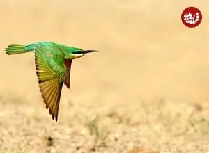 جنگ پرنده‌ها و زنبورها در پلدختر بالا گرفت | زنبوردار لرستانی از اشتباهات رایج زنبورداران می ‌گوید