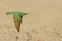 جنگ پرنده‌ها و زنبورها در پلدختر بالا گرفت | زنبوردار لرستانی از اشتباهات رایج زنبورداران می ‌گوید
