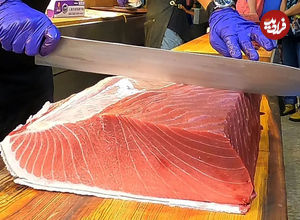 (ویدئو) مهارت استاد ژاپنی در برش حرفه ای یک ماهی تن غول پیکر در توکیو