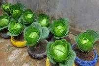 (ویدئو) چگونه «کلم» را در لاستیک قدیمی و در تراس خانه کاشت و برداشت کنیم؟