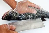 ببینید| غذای خیابانی در آمریکا؛ پخت غذا با ماهی باراماندی و به روش چینی ها در نیویورک