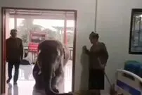 (ویدئو) خلق لحظه تماشایی توسط باوفاترین حیوان دنیا