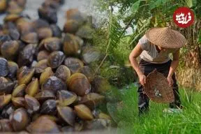 ببینید| غذای روستایی در چین؛ صید و پخت یک غذای سنتی با صدف و ماهی آب شیرین