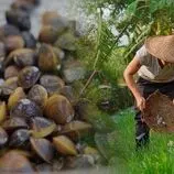 ببینید| غذای روستایی در چین؛ صید و پخت یک غذای سنتی با صدف و ماهی آب شیرین