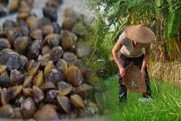 ببینید| غذای روستایی در چین؛ صید و پخت یک غذای سنتی با صدف و ماهی آب شیرین