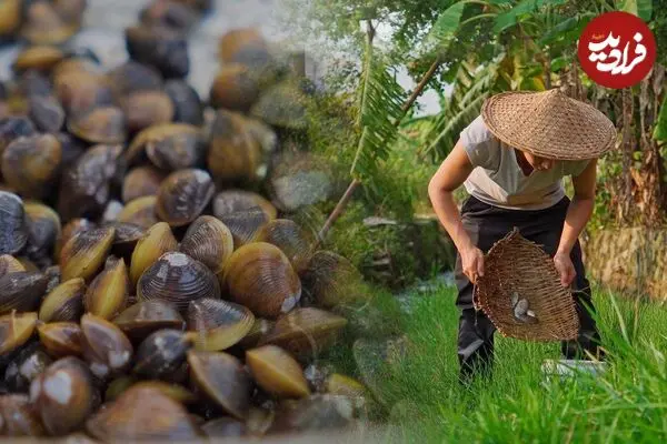 ببینید| غذای روستایی در چین؛ صید و پخت یک غذای سنتی با صدف و ماهی آب شیرین