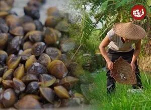 ببینید| غذای روستایی در چین؛ صید و پخت یک غذای سنتی با صدف و ماهی آب شیرین