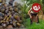 ببینید| غذای روستایی در چین؛ صید و پخت یک غذای سنتی با صدف و ماهی آب شیرین