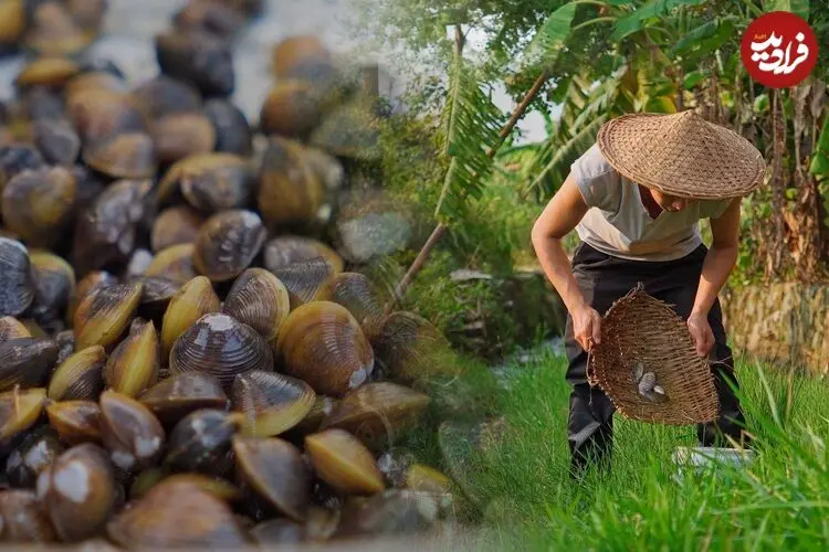 ببینید| غذای روستایی در چین؛ صید و پخت یک غذای سنتی با صدف و ماهی آب شیرین