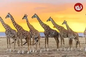 ببینید| عبور باشکوه بیش از ۵۰ زرافه از دشت‌های کنیا