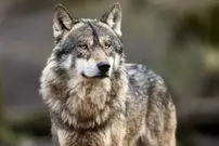 ببینید| تلاش ناکام گرگ اوراسیایی برای شکار گوزن