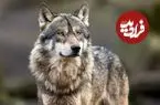 ببینید| تلاش ناکام گرگ اوراسیایی برای شکار گوزن