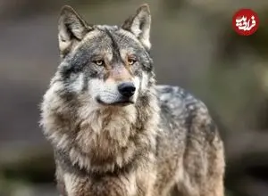 ببینید| تلاش ناکام گرگ اوراسیایی برای شکار گوزن