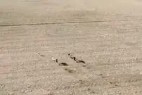 (ویدئو) لحظه هیجان‌انگیز دنبال کردن خرگوش توسط دو سگ