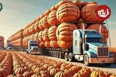 ببینید| نگاهی به فرآیند پرورش و فرآوری کدو تنبل در آمریکا