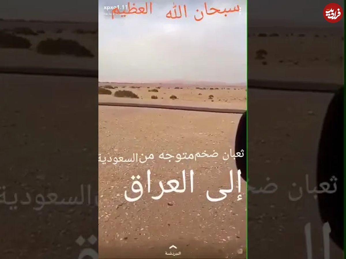 (ویدئو) این مار 100 متری ترسناک از صحرای عربستان به سمت عراق در حرکت است!