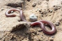 (عکس) شکار بزرگترین مار نابینا