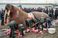 ببینید| شکار یک گراز دریایی بزرگ و برش زدن آن توسط ساکنان قطب شمال