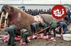 ببینید| شکار یک گراز دریایی بزرگ و برش زدن آن توسط ساکنان قطب شمال
