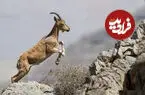 ببینید| پذیرایی زوج عشایر از بزهای کوهی