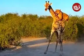 ببینید| دو شیر موفق به زمین‌زدن زرافه شدند