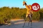 ببینید| دو شیر موفق به زمین‌زدن زرافه شدند