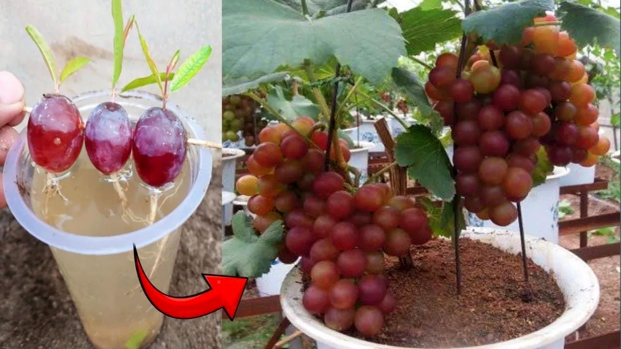 (ویدئو) یک روش درخشان برای پرورش دانه انگور در خانه و تبدیل آن به درخت