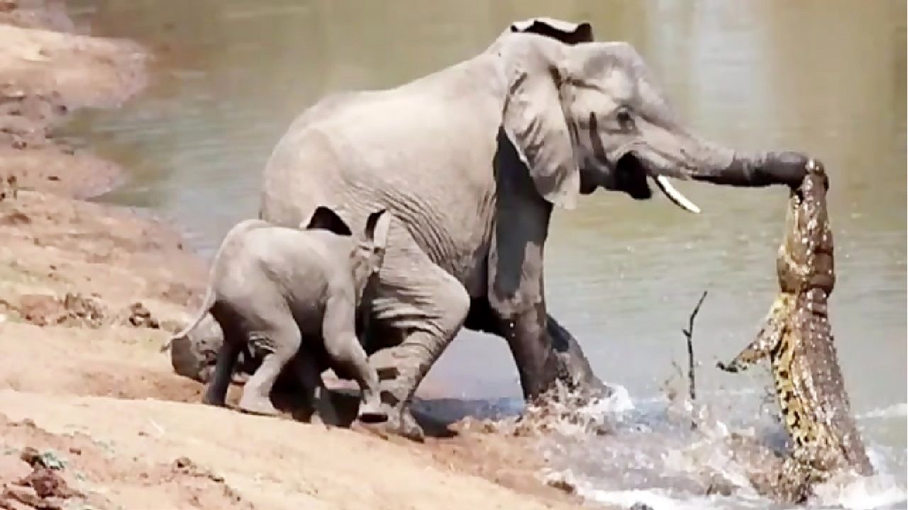 (ویدئو) عاقبت حمله به بچه فیل؛ بلایی که فیل مادر خشمگین بر سر کروکدیل آورد