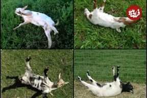 چرا «بُزهای غشی» غش می‌کنند؟