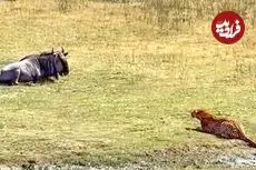 ببینید| شکار یک کل یالدار بزرگ با کمین ماهرانه پلنگ!