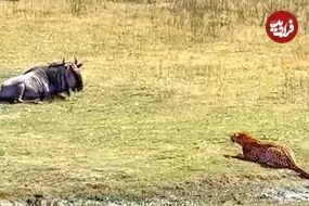 ببینید| شکار یک کل یالدار بزرگ با کمین ماهرانه پلنگ!