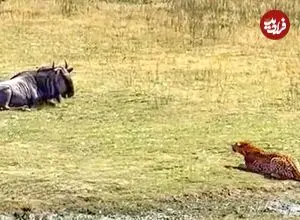 ببینید| شکار یک کل یالدار بزرگ با کمین ماهرانه پلنگ!