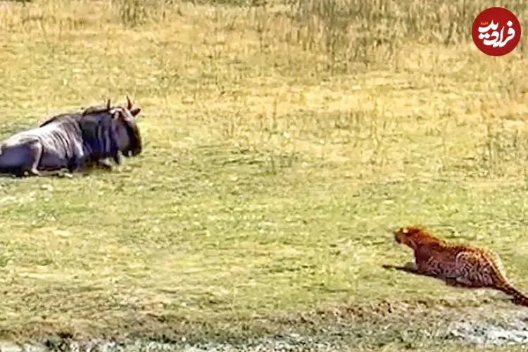 ببینید| شکار یک کل یالدار بزرگ با کمین ماهرانه پلنگ!