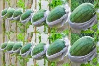 (ویدئو) چگونه مثل آب خوردن در خانه هندوانه بکاریم و برداشت کنیم؟