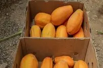 (تصاویر) کشت گلخانه ای میوه لوکس آمریکایی در ایران