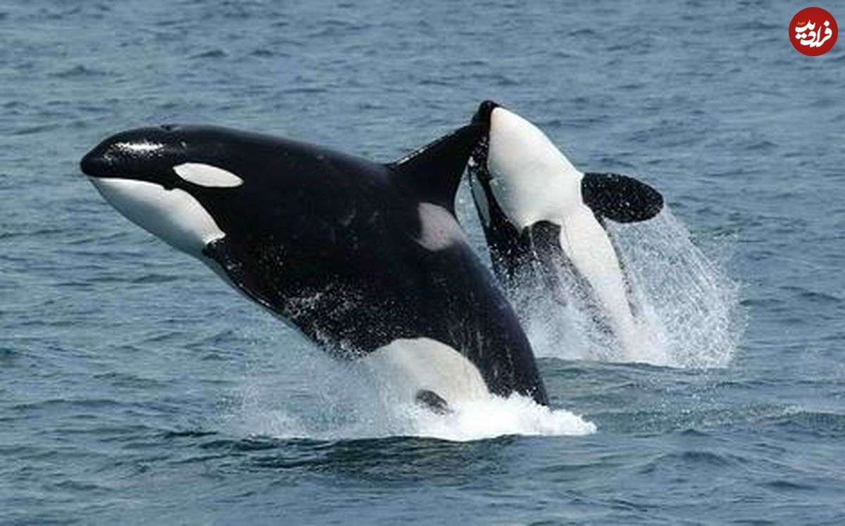 ( ویدیو) چرا به این موجودات ، نهنگ قاتل می گویند ؟ 