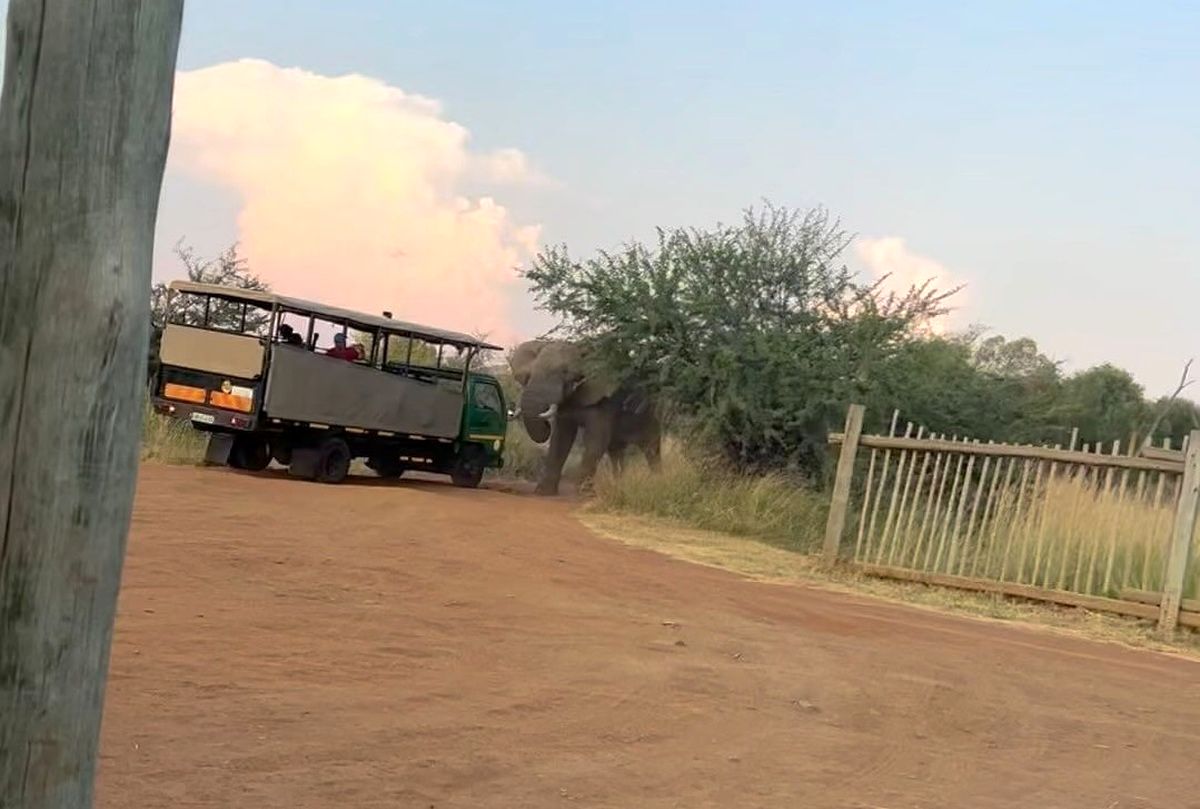 (ویدئو) بلند کردن کامیون گردشگران توسط یک فیل