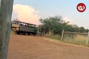 (ویدئو) بلند کردن کامیون گردشگران توسط یک فیل