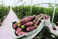 (ویدئو) فرآیند کاشت، پرورش و برداشت 69 میلیون تن بادمجان در گلخانه