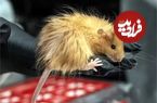 تصاویر ترسناک حیوانات در سال ۲۱۰۰ در صورت تداوم تکنیک‌های دستکاری ژنتیک