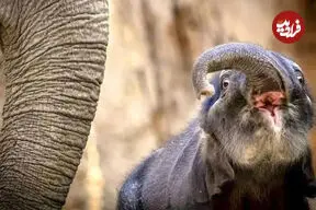 ببینید| خشم مادرانه فیل برای نجات بچه‌اش